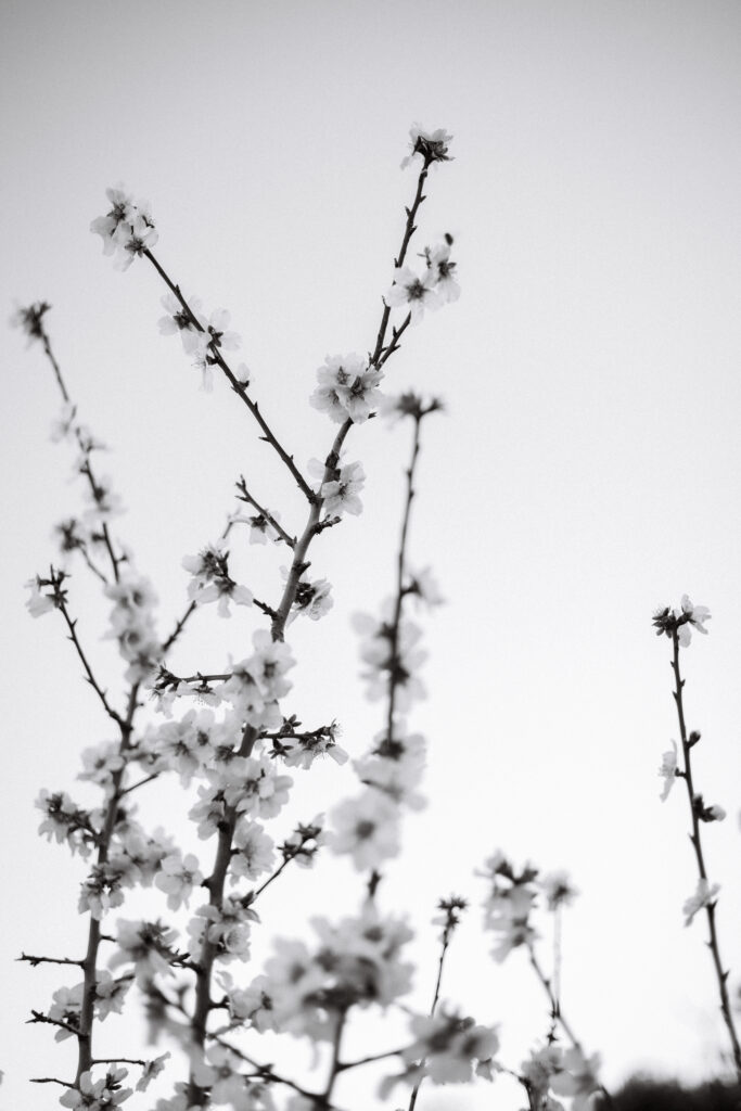 Almond Blossom Playground-139